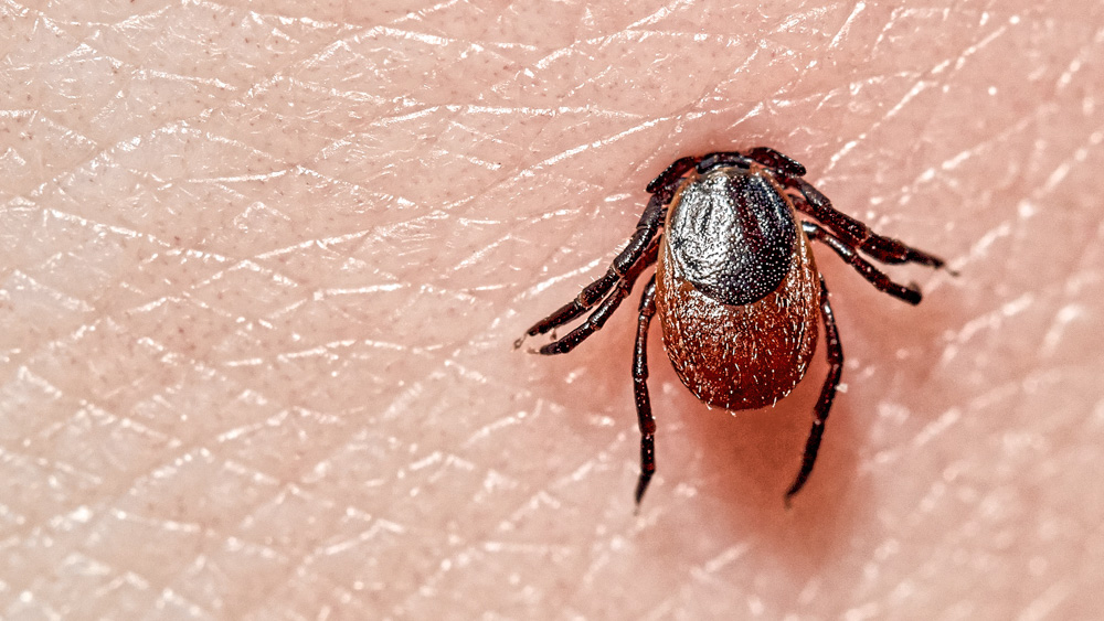 Lyme Disease And The 7 Pillars To Health